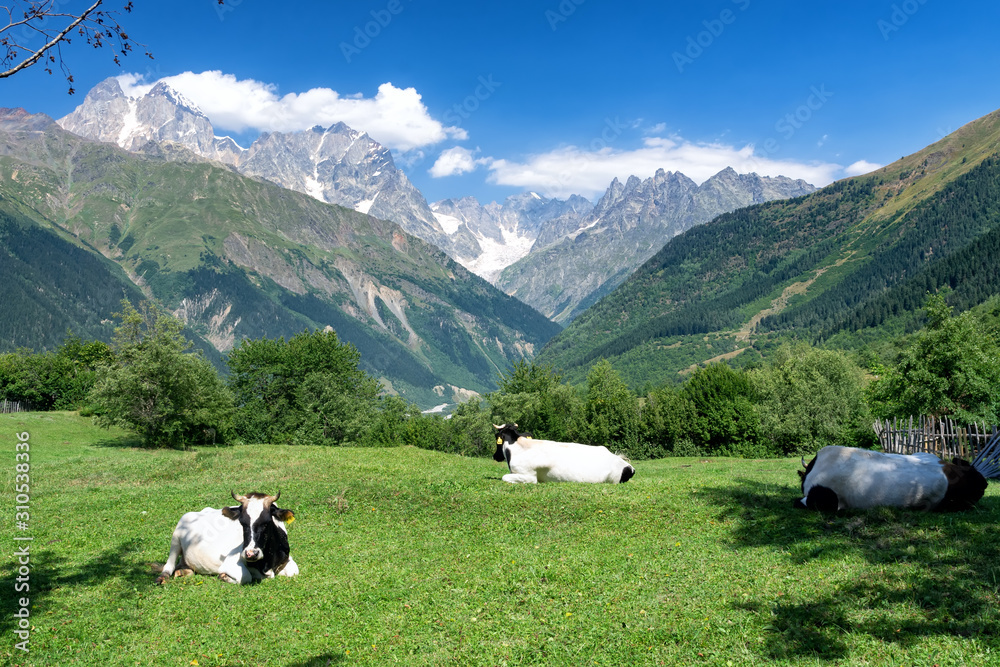 cows in the alps
