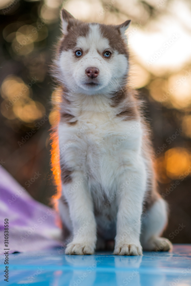 siberian husky and bokeh siberian husky and bokeh