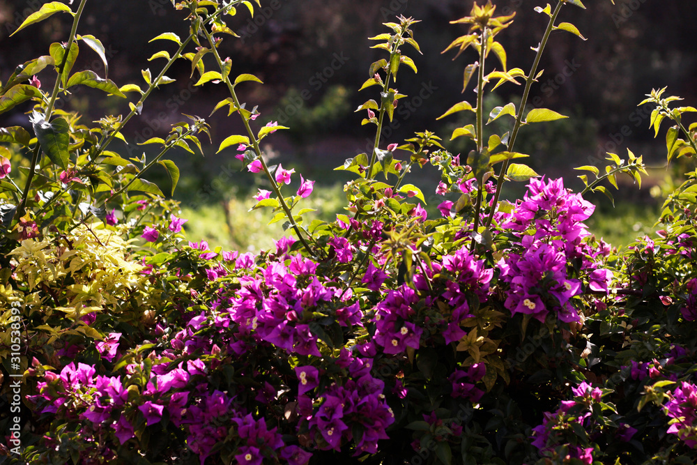Obraz premium Bougainvilea
