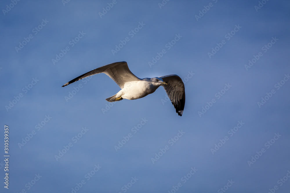 A seagull takes flight through the sky. A seagull takes flight through the sky.