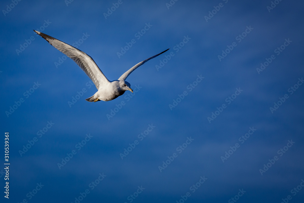 A seagull takes flight through the sky. A seagull takes flight through the sky.