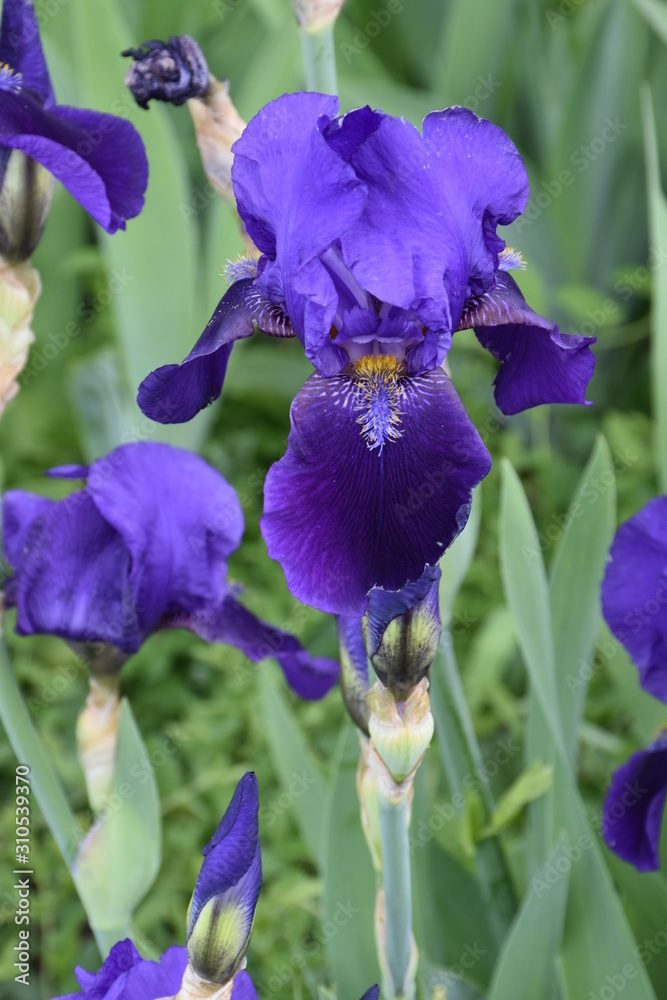 Purple Iris Close up