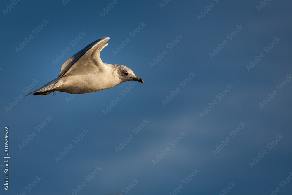 A seagull takes flight through the sky. A seagull takes flight through the sky.