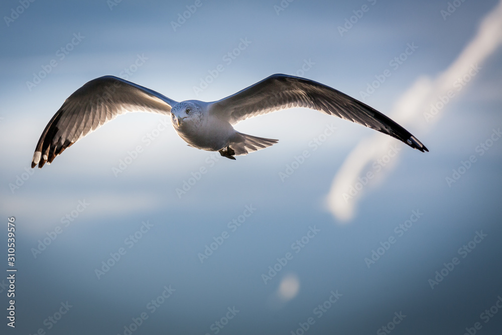 Obraz premium A seagull takes flight through the sky.