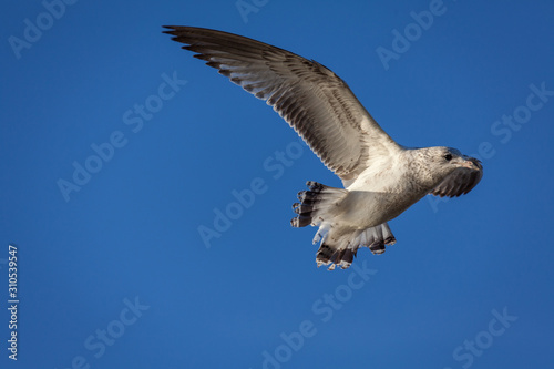 A seagull takes flight through the sky.