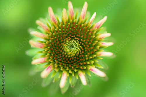 Blossoming Coneflower  Close-Up