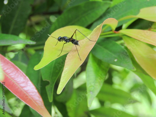 Close up view of insect animal wild, macro black flies fly ant asian bug wasp bee garden mosquito. Anatomy with 4 legs two antenna  ON GREEN YELLOW LEAVES AT PARK OUTDOOR © avissarahmanita