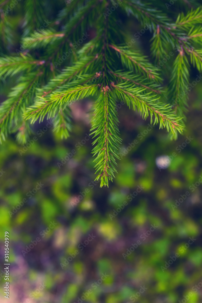 Bright green spruce tree branch on blurry background. Vertical natural forest background for Christmas and New Year design Bright green spruce tree branch on blurry background. Vertical natural forest background for Christmas and New Year design