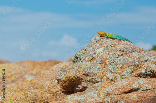 Collared Lizard in the wild, atop a large rock in classic reptile habitat