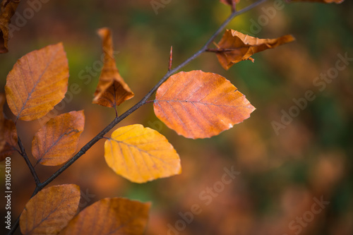 Fall  autumn  leaves background. A tree branch with autumn leaves of a beech on a blurred background. Landscape in autumn season