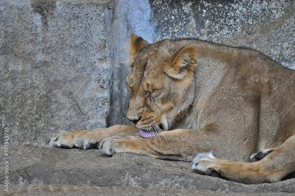 Naklejka premium An asiatic lioness [Panthera leo persica] laying on the ground in a Zoo 