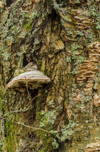 mushroom on tree bark