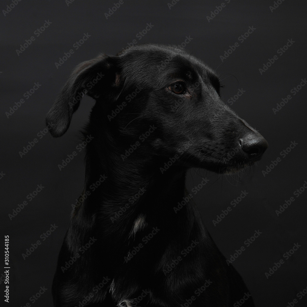 BLACK LABRADOR DOG