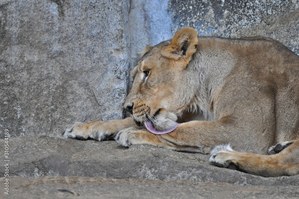 An asiatic lioness [Panthera leo persica] laying on the ground in a Zoo 