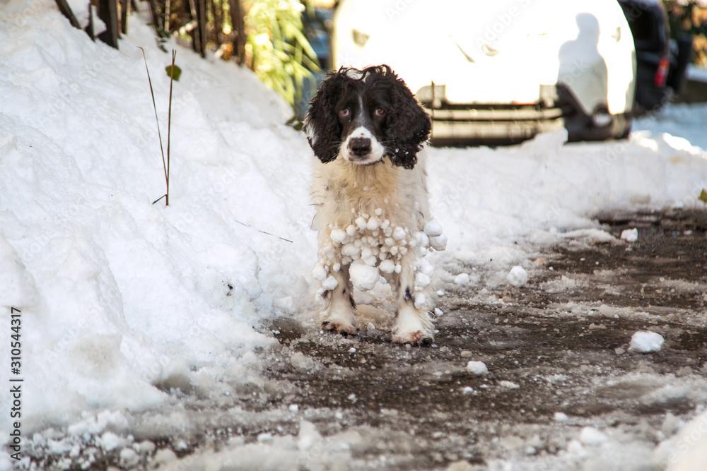 dog ,hunting breed ,playing in the street,the white snow in the winter