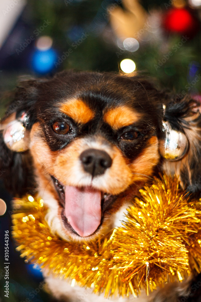 Cavalier King Charles Spaniel christmas Cavalier King Charles Spaniel christmas