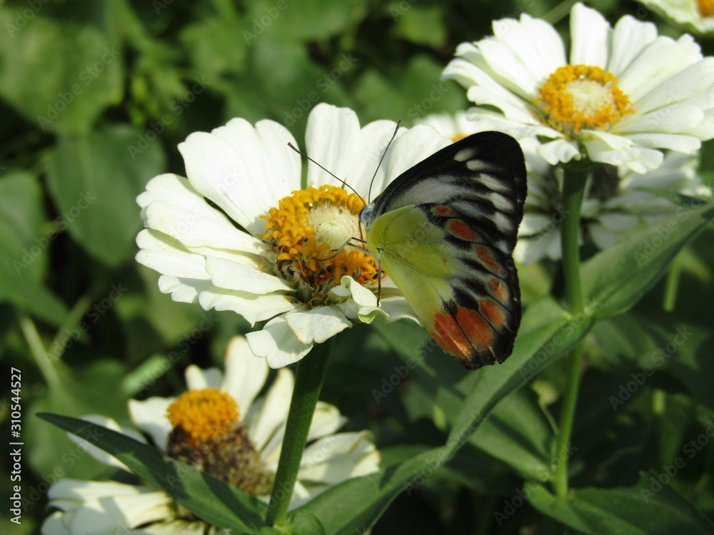Close up view of a colorful butterfly on white daisy kenikir feed nectar pollen flowers in windy day flapping wings isolated on green leaves plant background. Macro selective focus pollination collect Close up view of a colorful butterfly on white daisy kenikir feed nectar pollen flowers in windy day flapping wings isolated on green leaves plant background. Macro selective focus pollination collect