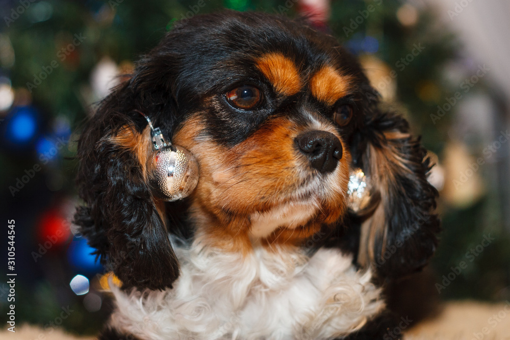 Cavalier King Charles Spaniel christmas