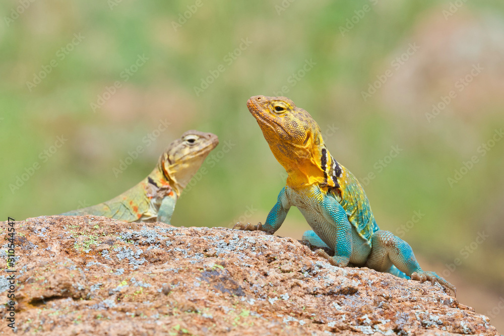 male and female Collared Lizards photographed in situ in the wild male and female Collared Lizards photographed in situ in the wild