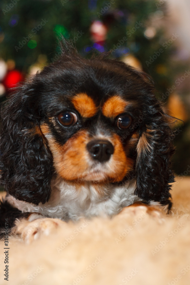 Cavalier King Charles Spaniel christmas Cavalier King Charles Spaniel christmas