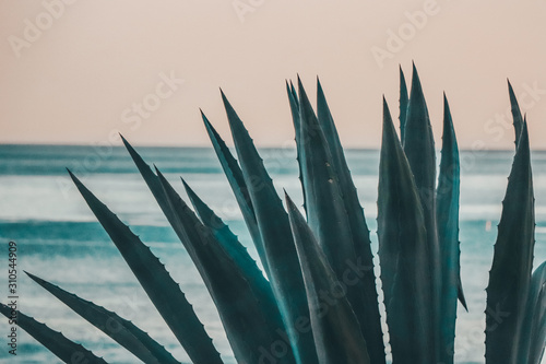 Plant with the sea at sunset as background