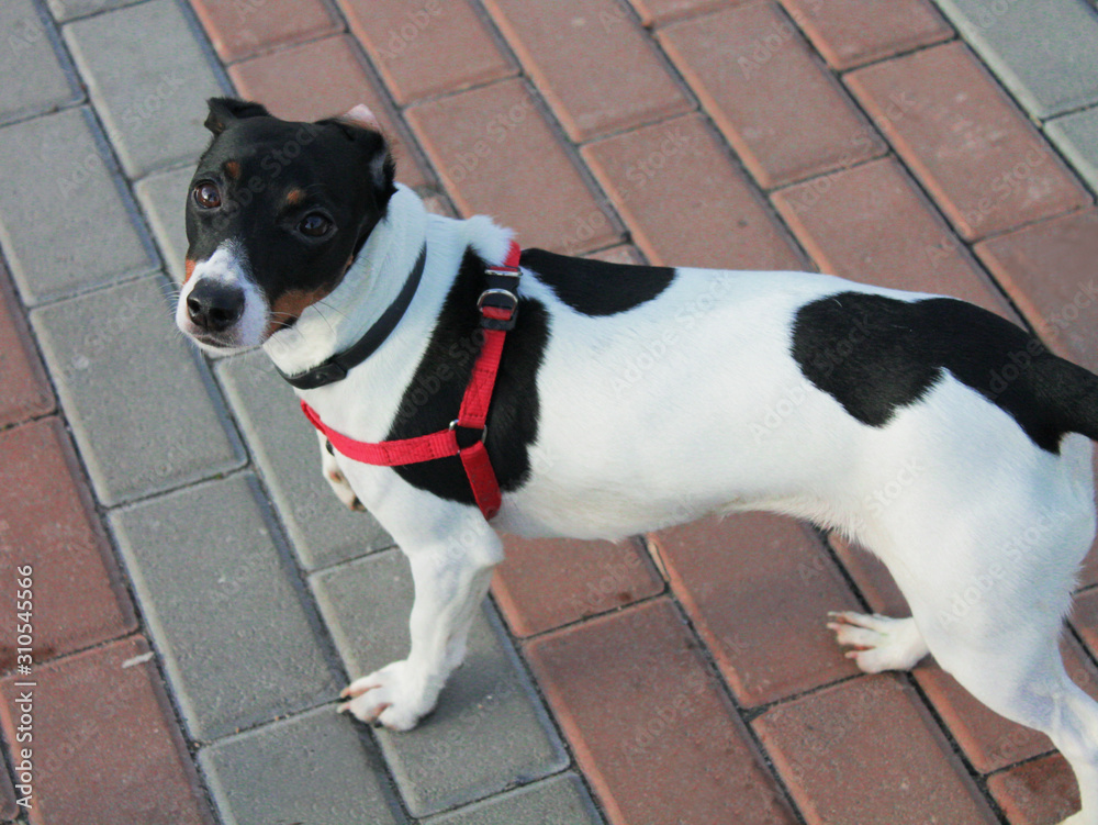 Dog Jack Russell Terrier with black and white color stands on the road in the park