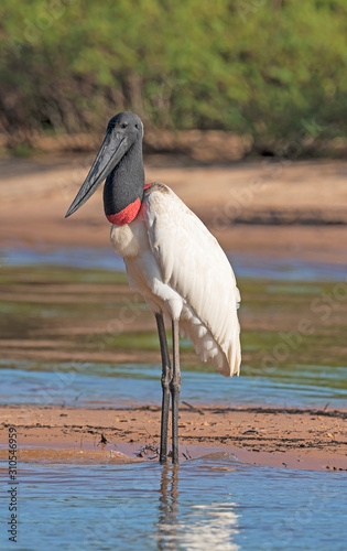 Jabiru Stork on a River Sandbar