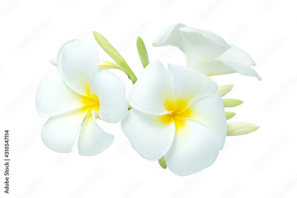 White-yellow bouquet plumeria flowers on isolated white background.Floral of relax spa.Clipping path object White-yellow bouquet plumeria flowers on isolated white background.Floral of relax spa.Clipping path object