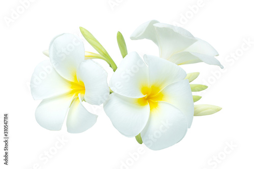 White-yellow bouquet plumeria flowers on isolated white background.Floral of relax spa.Clipping path object