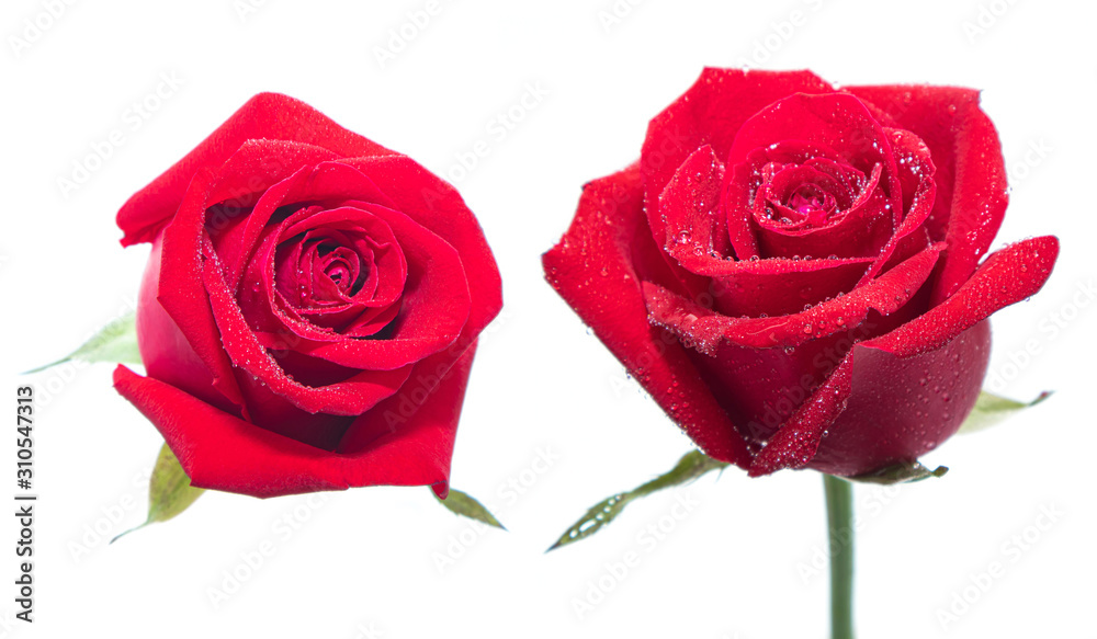 Red rose flowers on isolated white background.Floral meaning of love elements wedding card. Red rose flowers on isolated white background.Floral meaning of love elements wedding card.