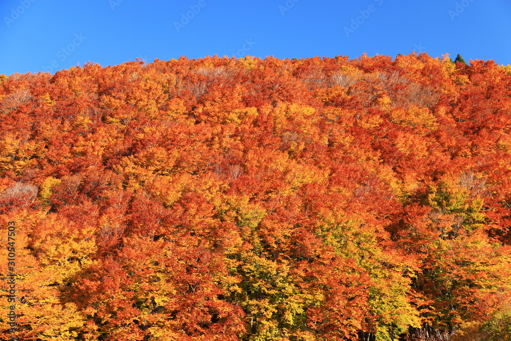 八甲田山の秋 目に染みる紅葉 八甲田山の秋 目に染みる紅葉