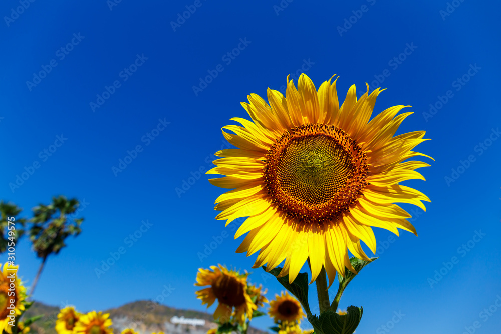 Beautiful Sunflower under blue sky. Beautiful Sunflower under blue sky.