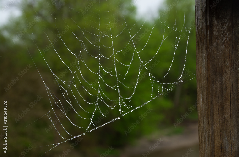 spiderwebs covered with dew in the morning sunlight