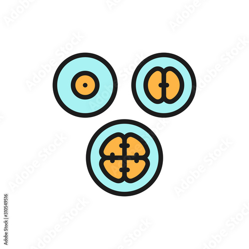 Cell division stages, embryos, embryogenesis flat color line icon.