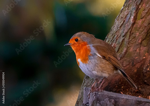 robin on branch © Omer