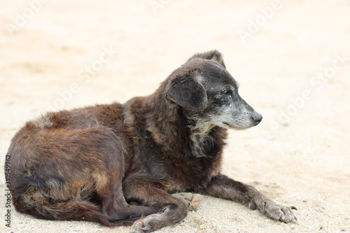 Cachorro abandonado praia 2