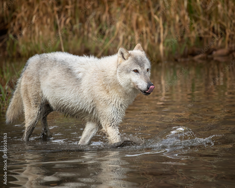 Fototapeta premium Wolf reflection at the pond Triple D
