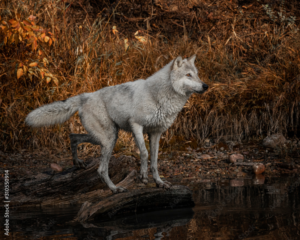 Obraz premium Wolf reflection at the pond Triple D