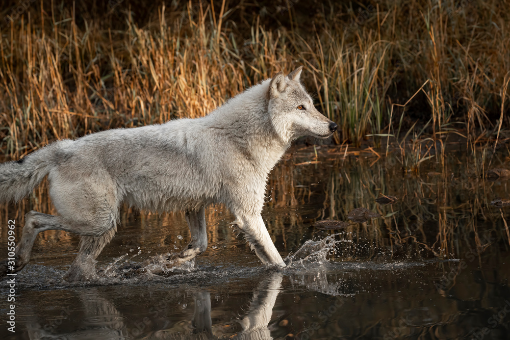 Fototapeta premium Wolf reflection at the pond Triple D