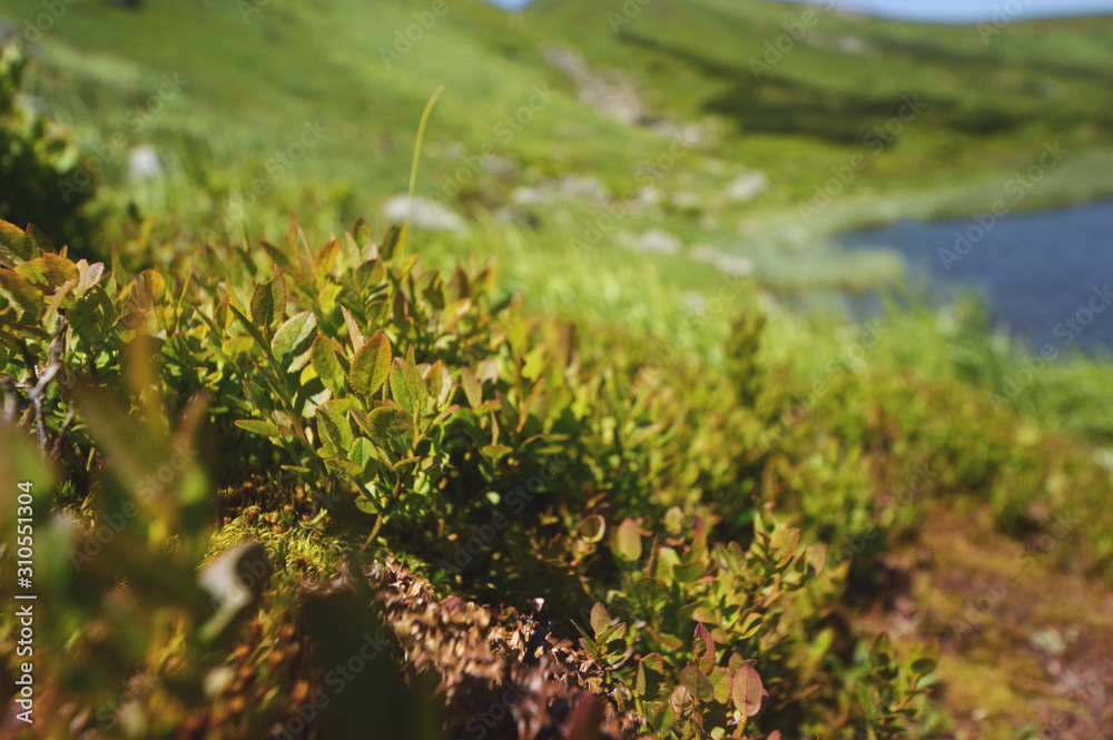Mountain spring valley flowers landscape on a clear blue sky background. Mountain spring valley flowers landscape on a clear blue sky background.