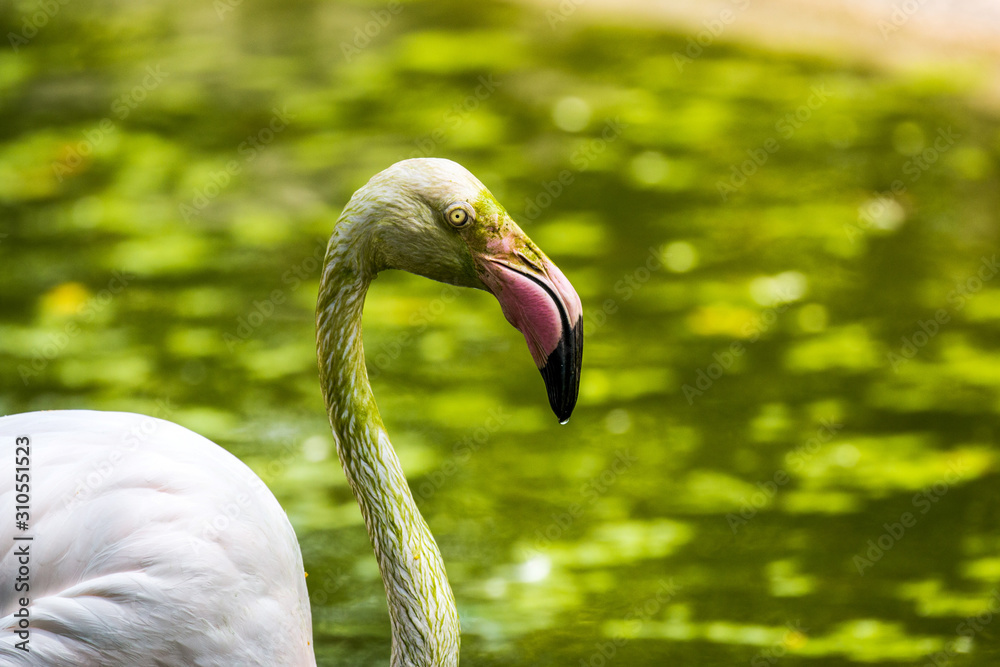 Fototapeta premium Flamingo isolated, Kuala Lumpur Bird Park, Malaysia