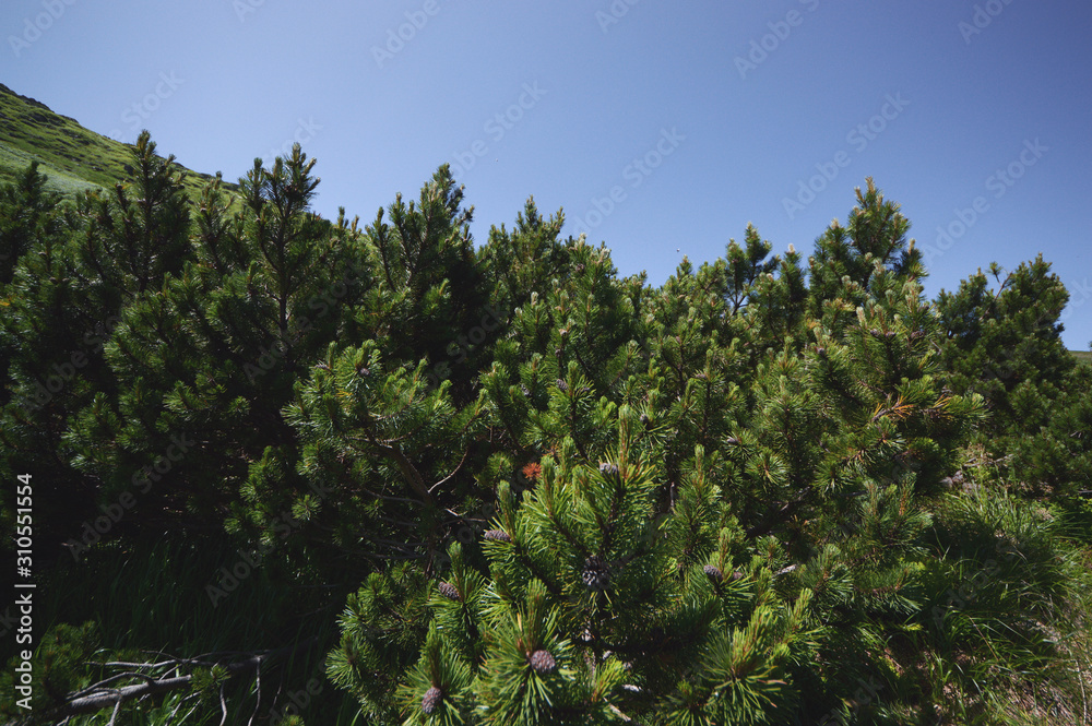 Ukrainian forest mountain wallpaper poster travel photography with pine needle top of trees branches foreground and lonely majestic peak center of landscape composition view on blue sky background Ukrainian forest mountain wallpaper poster travel photography with pine needle top of trees branches foreground and lonely majestic peak center of landscape composition view on blue sky background