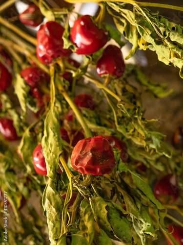 Chilli peppers hung on the plant itself in an interior for drying, Ali Cumbari Puta Pario photo