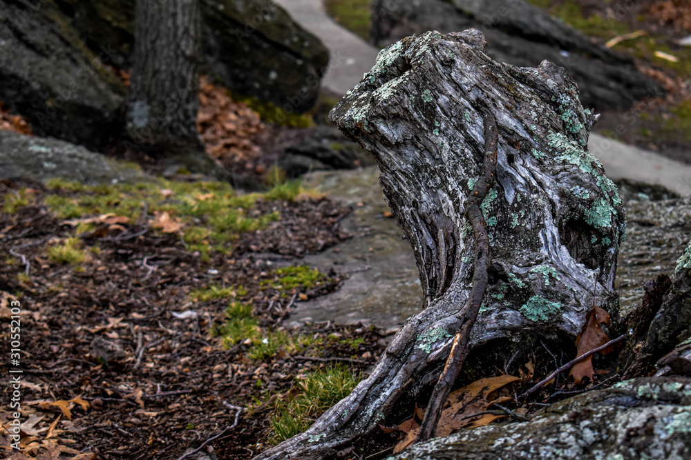 Tree Stump