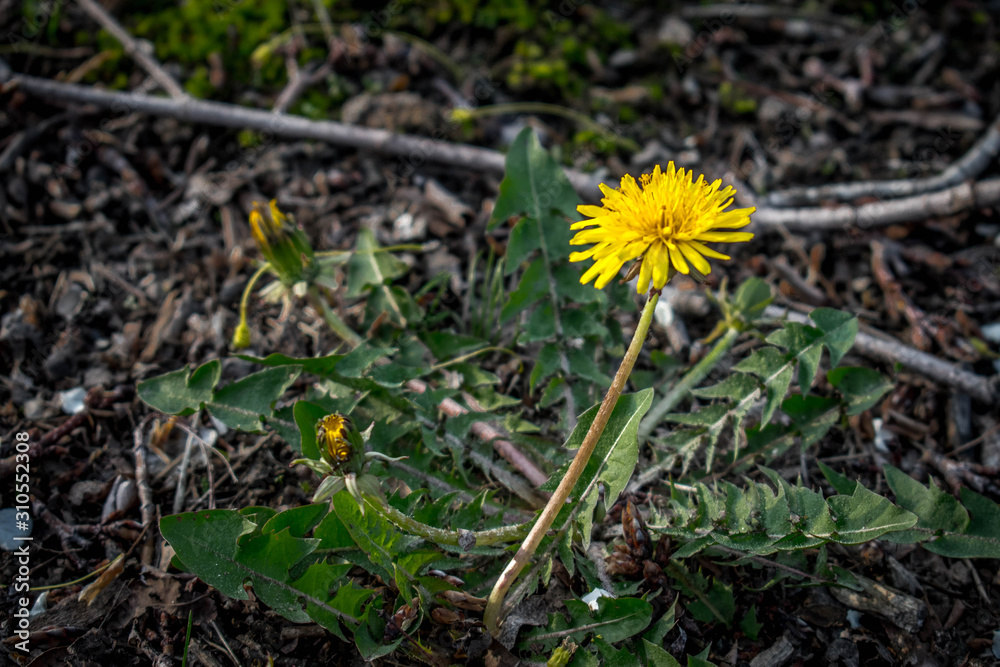 Dandelion Dandelion