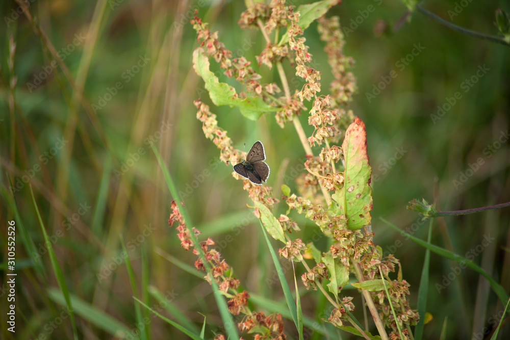 Brauner Feuerfalter Schmetterling - Lycaena tityrus Schwefelvögelchen Brauner Feuerfalter Schmetterling - Lycaena tityrus Schwefelvögelchen