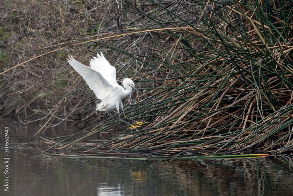 Ellegant Snowy White Egret has wings stretched wide as it approaches pond vegetation to safely land in the estuary. Ellegant Snowy White Egret has wings stretched wide as it approaches pond vegetation to safely land in the estuary.