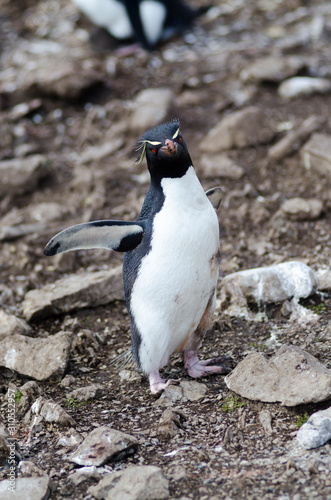 Rock hopper penguin South America