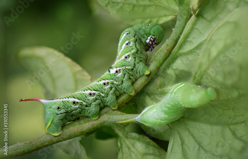 Tomato Hornworms on Tomato Plant, Close-Up photo