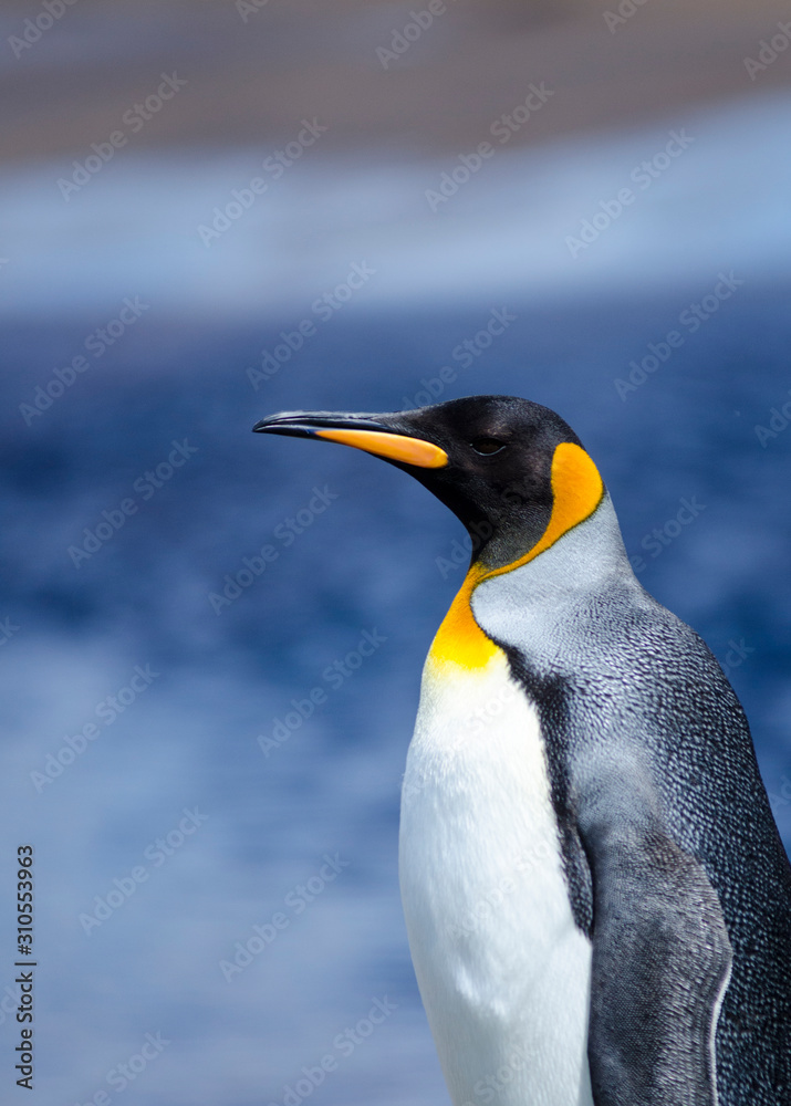 Fototapeta premium King Penguin South America Falkland Islands